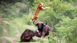 Animais Mexeram Com O Adversário Errado!