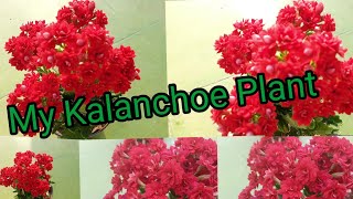 How To Care Kalanchoe Plant In Tamil/Kalanchoe Plant Repotting And Caring My Terrace Garden