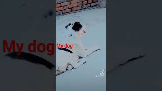 street dog lover #petsvlog #diamonddove #petsvloging #birds #birdsandpetslover