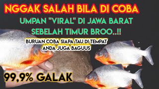 Umpan Virall 99,9% galak.,umpan paling jitu ikan bawal