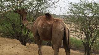 desert animal Camels running up and down desert paths#camel #camellife #desertlife animals