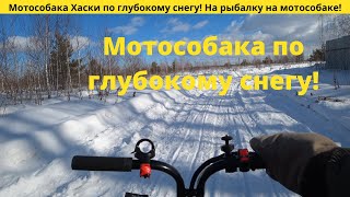 Мотособака Хаски по глубокому снегу! На рыбалку на мотособаке!