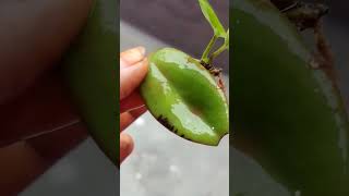 Leaf Cutting | Leaf drops on the soil and grows into a plant | Nature is a miracle | Kiki's Time