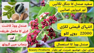 How To Grow And Care White Sandal Wood | White Sandal Wood Healthy Growth In Punjab | Rare Garden