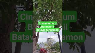 Cinnamonum Burmannii               Batavia Cinnamon