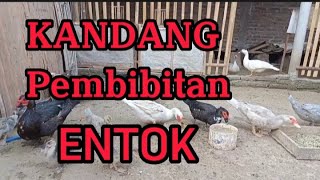 Review kandang pembibitan entok