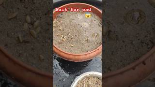 🔥💯🌾Grow 💯🤯Wheat at Home: Easy Steps for a Healthy Harvest"#shortsfeed