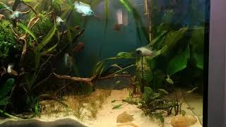 Aequidens pulcher - community aquarium