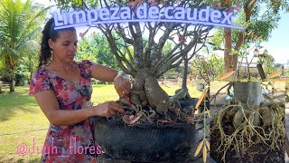 Rosa do deserto: limpeza de caudex como eu faço