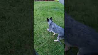 Sully Loves His Water #blueheeler #dog #water