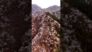 Beijing mountains in spring bloom #spring #blossom #beijing #chinatravel #djimini4pro  #mountains