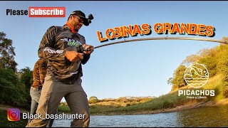 PESCANDO LOBINAS GRANDES es presa PICACHOS con los GANADORES de la RIFA🏆 💯  VIVA Sinaloa ‼️