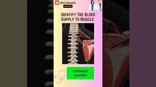 Identify the blood supply to muscle #upperlimbanatomy #humananatomy #anatomy