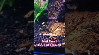 Pure Red Line Caridina Shrimp 🦐 Breeding Shrimp