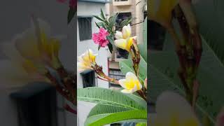 আমার বাগানের ফুল #foryou #viralvideos