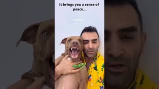 اموزش اروم کردن سگTeaching the dog to calm down🤣 #motivation #funny #trending #viral #خنده #فان #boy