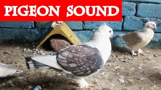 Pigeon Sound || kabutar ki awaaz || #kabootar 🐦