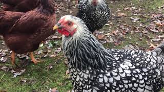 Freedom, Homesteading and Self Reliance - Freedom Chickens - Buckeye Chickens