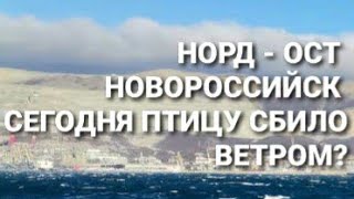 Норд ост Новороссийск декабрь 2020 Немного ветер