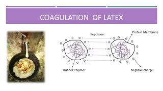 NATURAL RUBBER : LATEX COAGULATION, PREVENTION METHODS AND VULCANISED RUBBER