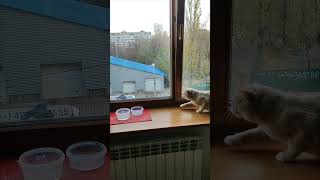 Рано, Персик, ты запел!Голубь взял да улетел! #котик-обормотик