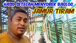 Hasil dari menyobek baglog jamur Tiram #oemahjamurtangerang