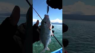 Mancing UltraLight Casting karang dangkal Ambon