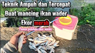 TEKNIK MANCING TERCEPAT BUAT MANEN IKAN WADER EKOR MERAH. #mancing #mancingwader