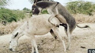 #big #donkey Love With Young #donkeys