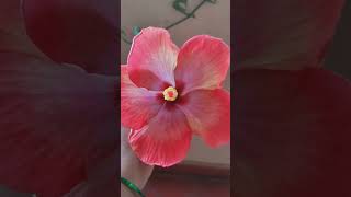 Surprise surprise 💐#pottedplants #terracegarden #hibiscus