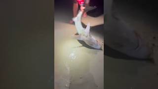 Shark Release Surf Fishing