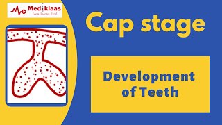 Cap stage l Development of teeth l Dental embryology l Mediklaas