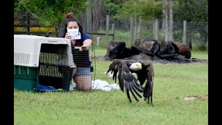 Eagle Takes Flight After Six-Month Rehab