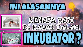 Apa Itu Inkubator ? - Ini Fungsi & Penjelasannya!