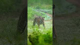 Morning Safari ಬೆಳಗಿನ ಸಫಾರಿಯಲ್ಲಿ ಕಂಡುಬಂದ ಟೈಗರ್