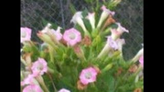 Tobacco from seed to Rolling your own Cigarettes