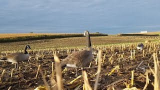 See it all outdoors and H.B.B. Hammer out a 7 man Iowa Goose limit!!