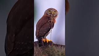 Why is he whistle w lizard on mouth? #birds #owl #lizard #food #wildlife #birdofprey #birdwatching