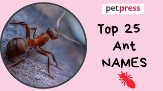 Top 25 Ant Names - Funny and Cute Names for Ants! | PetPress