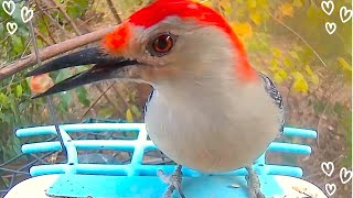 Red Bellied Woodpecker Returns with a Spotted Sidekick!