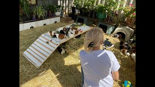 GUINEA PIGS CLIMBING TO NEW HIGH