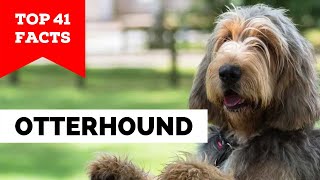 99% of Otterhound Dog Owners Don't Know This