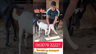 हैदराबादी लोडेड पट फोर सेल कैफ साहब #zakigoatfarm#youtubeshorts #trendingshorts#viralshort#viral