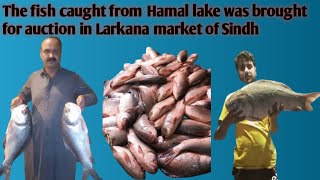 Auction of fish brought to Larkana Sindh market by hunting fish from Hamal Lake