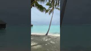 Tropical Paradise at Conrad Maldives #shorts