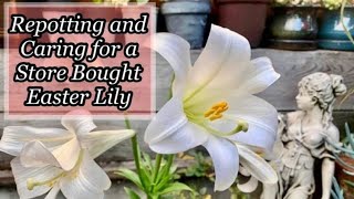 HOW I REPOTTED AND CARED FOR THIS GROCERY STORE BOUGHT EASTER LILY #gardening #flower #repotting