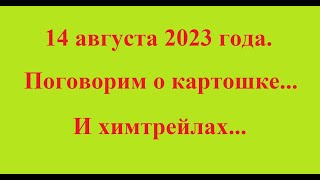 14 августа 2023 года. Поговорим о картошке... И химтрейлах...