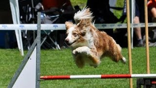 Agility competition KD Ljubljana, 16.06.2012