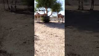 #camels