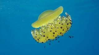 Fried Egg Jellyfish in Skala Kefalonia